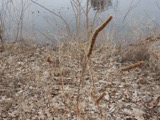 A photograph of the species Agastache scrophulariifolia, not of this specimen