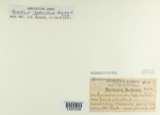 A photograph of the species Puccinia extensicola, not of this specimen