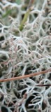 A photograph of the species Cladonia ciliata, not of this specimen