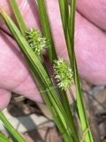A photograph of the species Carex cephalophora, not of this specimen