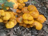 A photograph of the species Omphalotus illudens, not of this specimen