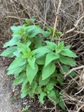 A photograph of the species Urtica gracilis, not of this specimen