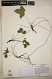 A photograph of the species Fragaria americana, not of this specimen