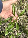 A photograph of the species Arisaema dracontium, not of this specimen
