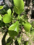 A photograph of the species Crataegus crus-galli, not of this specimen
