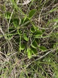 A photograph of the species Parnassia glauca, not of this specimen