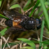 A photograph of the species Hybomitra cincta, not of this specimen