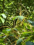 A photograph of the species Cuscuta gronovii, not of this specimen