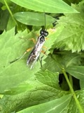 A photograph of the species Taxonus pallicoxus, not of this specimen