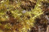 A photograph of the species Campylium Mitt., not of this specimen