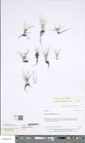 A photograph of the species Isoetes muricata, not of this specimen