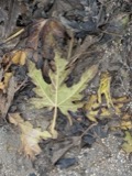 A photograph of the species Acer saccharinum, not of this specimen