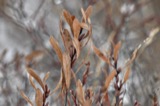 A photograph of the species Myrica L., not of this specimen