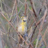 A photograph of the species Spiza americana, not of this specimen