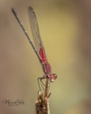 A photograph of the species Hetaerina americana, not of this specimen