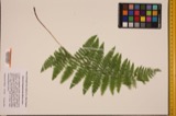 A photograph of the species Athyrium thelypterioides, not of this specimen