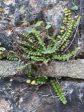 A photograph of the species Asplenium trichomanes, not of this specimen