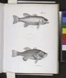 A photograph of the species Huro salmoides, not of this specimen