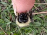 A photograph of the species Bombus vagans, not of this specimen