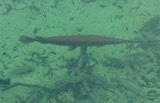 A photograph of the species Lepisosteus osseus, not of this specimen