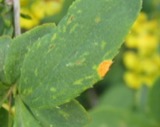 A photograph of the species Puccinia graminis, not of this specimen