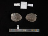 A photograph of the species Fusconaia subrotunda, not of this specimen