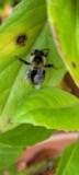 A photograph of the species Bombus impatiens, not of this specimen