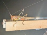 A photograph of the species Conocephalus attenuatus, not of this specimen