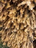 A photograph of the species Anomodon minor, not of this specimen