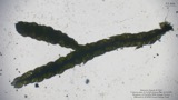A photograph of the species Thelia asprella, not of this specimen