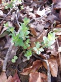 A photograph of the species Galium circaezans, not of this specimen
