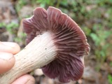 A photograph of the species Laccaria ochropurpurea, not of this specimen