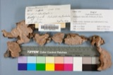 A photograph of the species Fomes roseus, not of this specimen