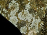 A photograph of the species Physcia subtilis, not of this specimen
