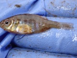 A photograph of the species Lepomis gibbosus, not of this specimen