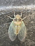 A photograph of the species Neotibicen canicularis, not of this specimen