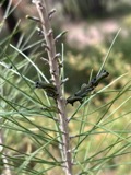 A photograph of the species Neodiprion Rohwer, not of this specimen