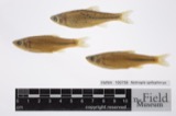 A photograph of the species Notropis spilopterus, not of this specimen