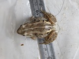 A photograph of the species Rana sylvatica, not of this specimen