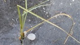 A photograph of the species Carex rostrata, not of this specimen
