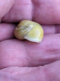 A photograph of the species Cepaea hortensis, not of this specimen