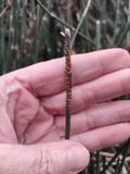 A photograph of the species Stamnaria americana, not of this specimen