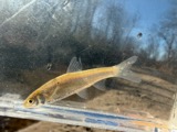 A photograph of the species Notropis Rafinesque, not of this specimen