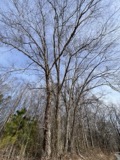 A photograph of the species Betula nigra, not of this specimen