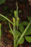 A photograph of the species Carex granularis, not of this specimen
