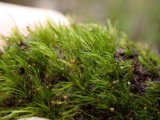A photograph of the species Dicranella heteromalla, not of this specimen