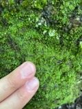A photograph of the species Radula obconica, not of this specimen
