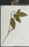 A photograph of the species Polygonum coccineum, not of this specimen