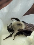 A photograph of the species Bombus citrinus, not of this specimen