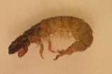 A photograph of the species Cheumatopsyche campyla, not of this specimen